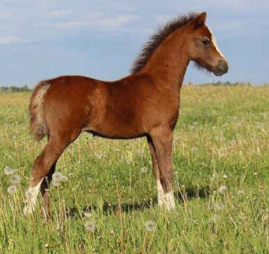 Infinity edited pasture