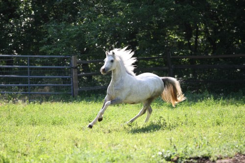 Eos Artemisia the summer of her yearling year 2011.