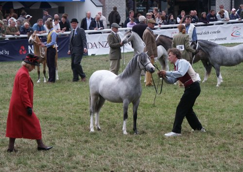 Yearling Randan Abosolutely Gorgeous