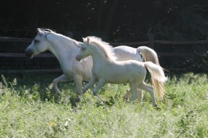 june2014filliesfront 061