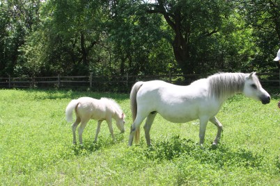 Sarah, Gabriella Gorgeous,Rocky 8-22-14 097